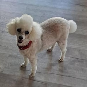 Lisa ha añadido una foto de su compra