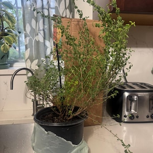 Etsy buyer added a photo of their purchase