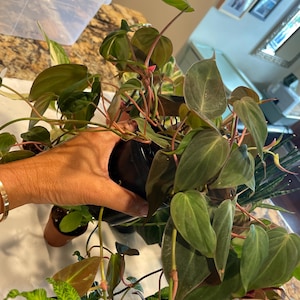 Thu added a photo of their purchase