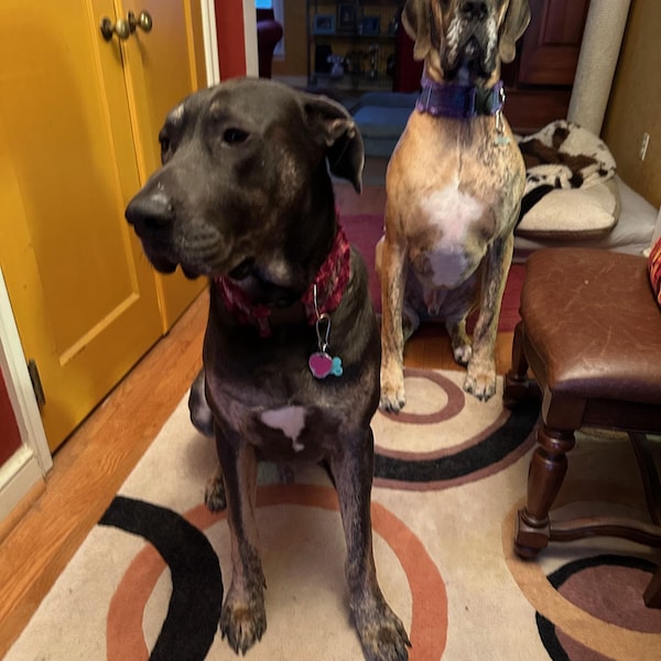 Custom Ribbon Display, Dog Award Ribbon Display Rack, Dog Rosette ...