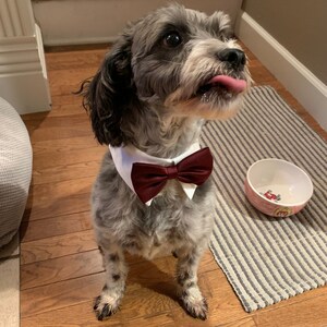 burgundy bow tie for dogs
