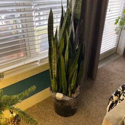Sansevieria Zeylanica Plant in 14 Inch Pot About 44 Inches Tall - Etsy