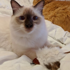 Dolls House Siamese Mother Cat /& Her Kitten Falcon Miniature Accessory