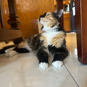 Emily added a photo of their purchase