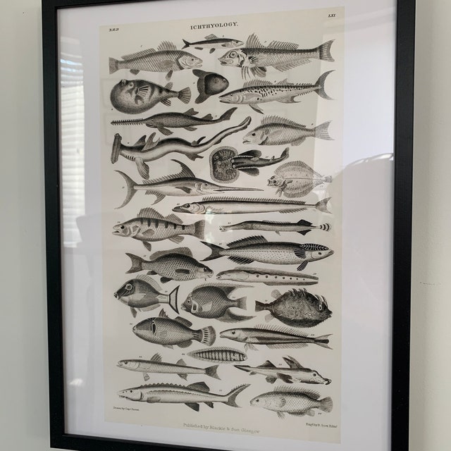 Vintage Fish Art Print, Antique Ocean Diagram Wall Art, Victorian
