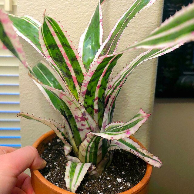 Aechmea 'little Harv' Cutting - Etsy
