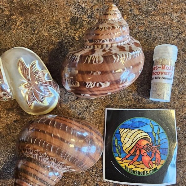 Brown Tapestry Turbo Shells (hermit Crab Shell - Opening Sizes From 1 ...