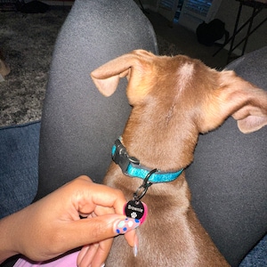 Free Entgraved Dog Tag,Double Side Silent Collar Tag,Custom Collar Tag,Personalized Cat Tag,Cat ID Tag,Dog ID Tag,Dog Name Tag,Pet Name Tag