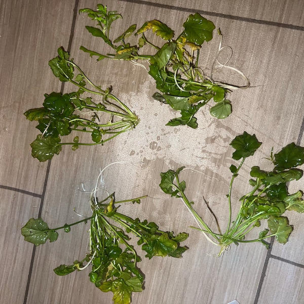 Cardamine Lyrata Sp. Vietnam Live Aquarium/aquatic/stem Plant, Planted ...