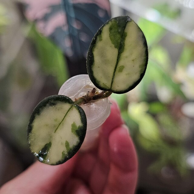 US Seller Rooted Variegated Hoya Mathilde Cuttings Tropical