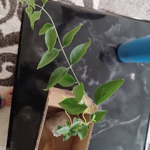 Krishnaveni added a photo of their purchase