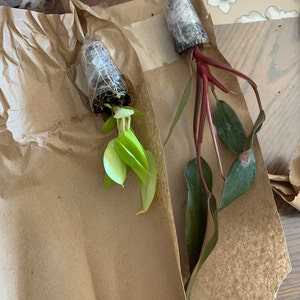 Carlos added a photo of their purchase