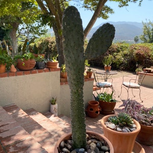 elaine elms added a photo of their purchase