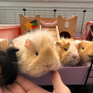 Sophie added a photo of their purchase