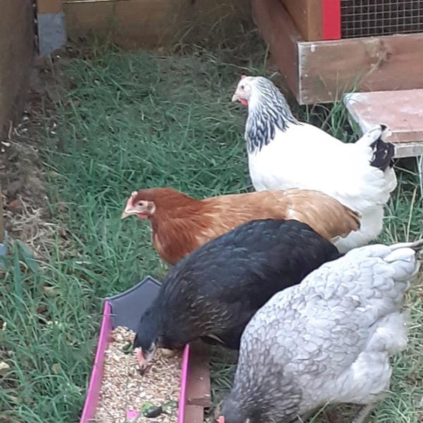 Small Flock Chicken Coop Plans - Simple, Strong and Easy to Make With ...