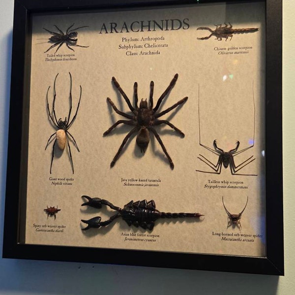 Java Yellow-kneed Tarantula Mounted in 9