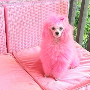 Angel added a photo of their purchase