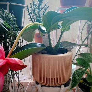 Claudia added a photo of their purchase