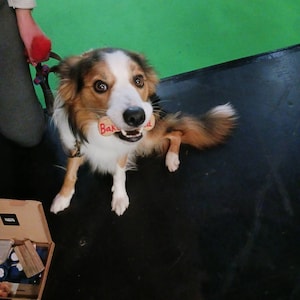 meg ha añadido una foto de su compra