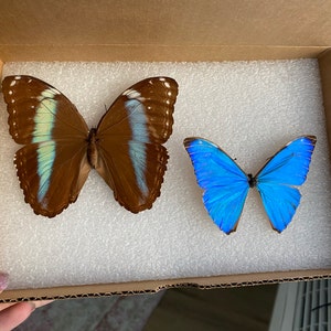 Morpho Aurora Blue Butterfly Peru - Etsy