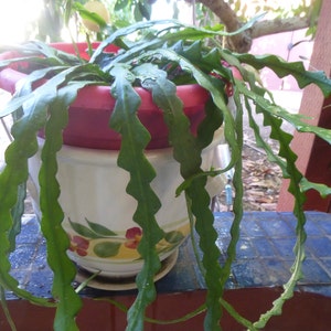 Live Plant Asparagus Densiflorus myers Asparagus - Etsy