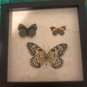Laurel added a photo of their purchase