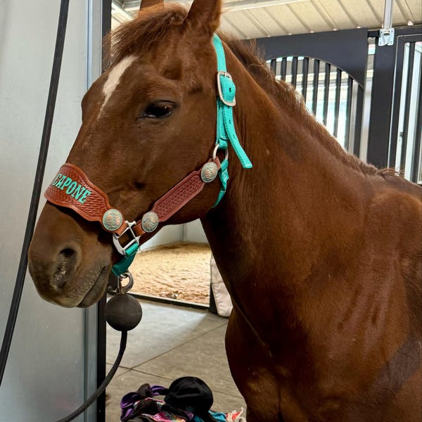 TACK AWARDS hand Carved & Painted Leather Bronc Halter Rope or Nylon ...