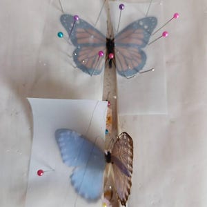 オオカバマダラ（Danaus plexippus）2匹、乾燥保存された蝶の標本