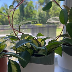 Lavila added a photo of their purchase