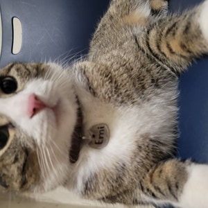 iVy ha añadido una foto de su compra