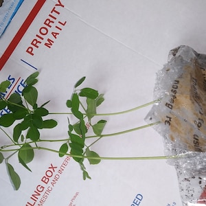 WhoopJoy added a photo of their purchase