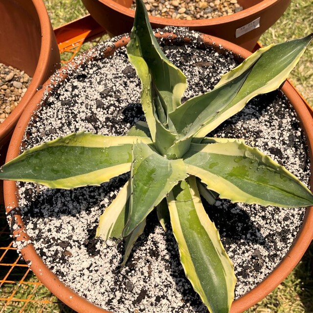 Agave ovatifolia variegated 