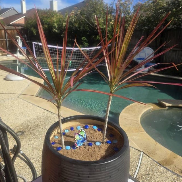 Dracaena Marginata Tricolor Dragon Plant Pink Aka Colorama Tropical - Etsy  Denmark