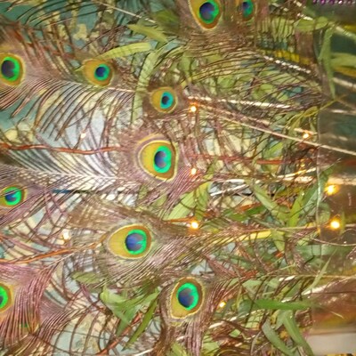 2 Large OSTRICH Feather Fans in WHITE 50 X 30 for Burlesque Fan Dance