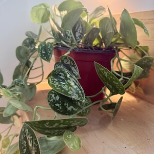 Ja added a photo of their purchase