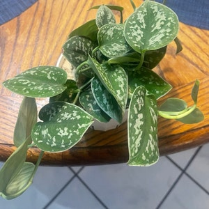 Vincent added a photo of their purchase