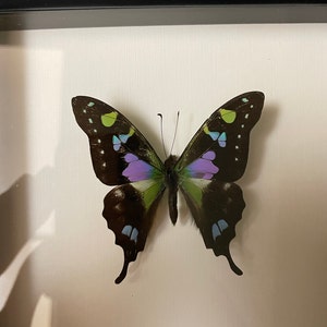Red Flasher Butterfly Globe
