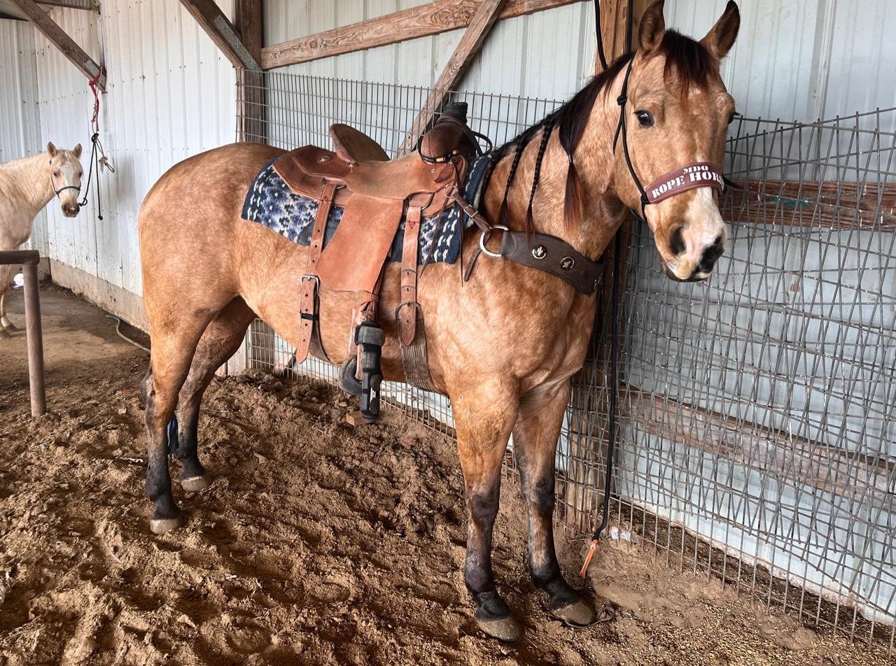 Skinny Bronc Poly Rope Halter