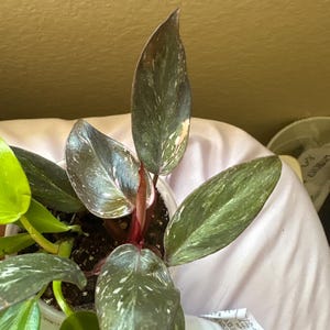 Becca さんが購入した商品の写真を追加しました