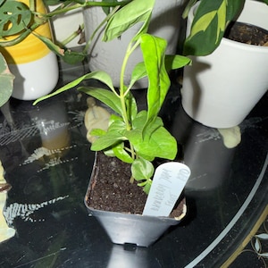 Zemmery added a photo of their purchase