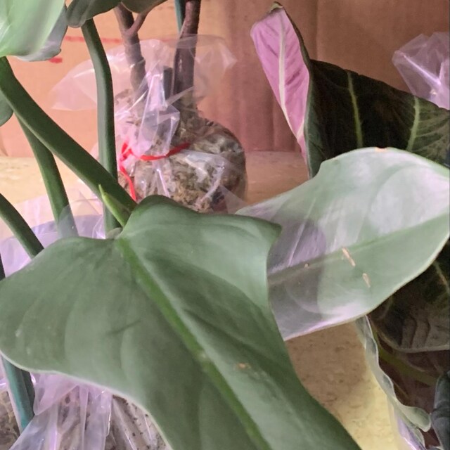 Silver Sword Philodendron | Air Roots W/ Multiple Nodes| Indoor & Outdoor  Live Tropical Plant | Easy Care Houseplant Rooted in 4" or 6" Pot - Etsy