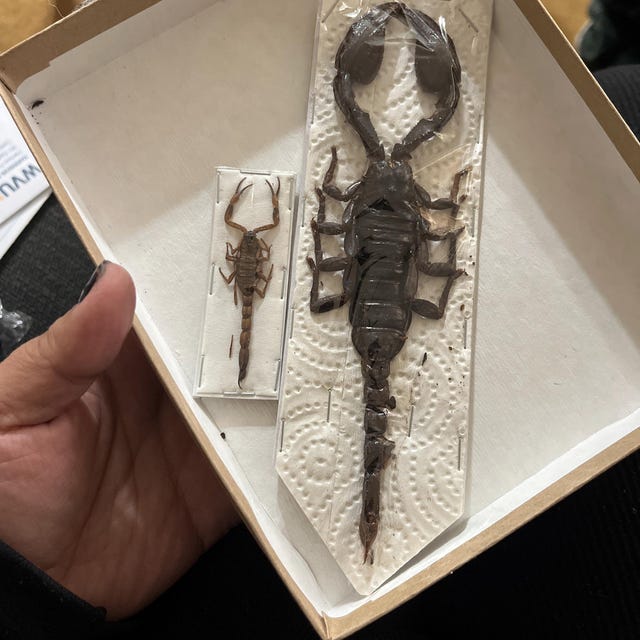 Heterometrus Laoticus Giant Emperor Scorpion, Thailand, Giant
