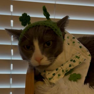 Shamrock Headband for Cats, St. Patrick's Day Cat Accessories, Cat