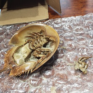 本物のカブトガニ - カブトガニの脱皮 - Etsy 日本