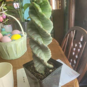 Debra dodał(a) zdjęcie swoich zakupów