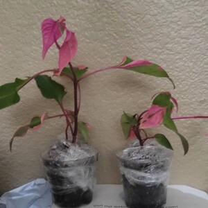 Raquel ha añadido una foto de su compra