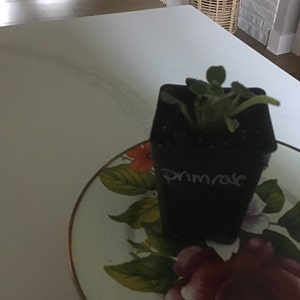 connie hat ein Foto des gekauften Artikels hinzugefügt