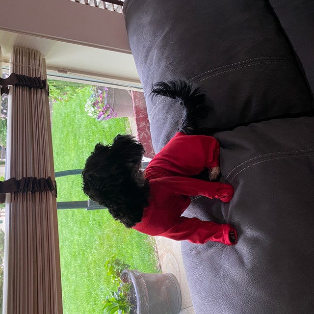 DoggieDirtShirt (by Nancy Tovar) Etsy