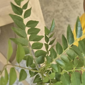 Binita added a photo of their purchase