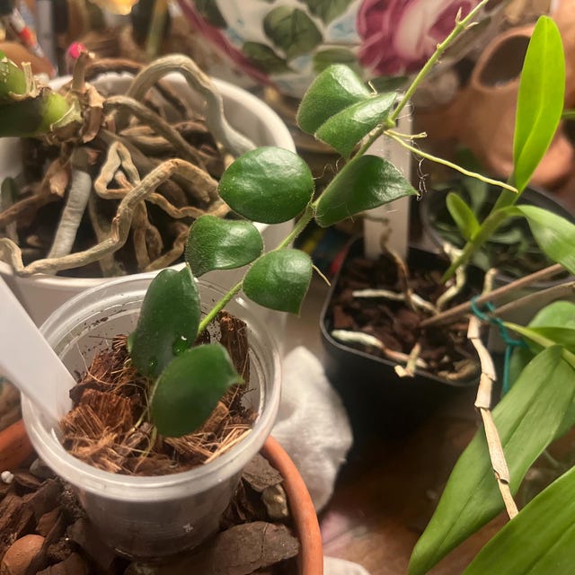 Hoya Medusa Plant - Etsy